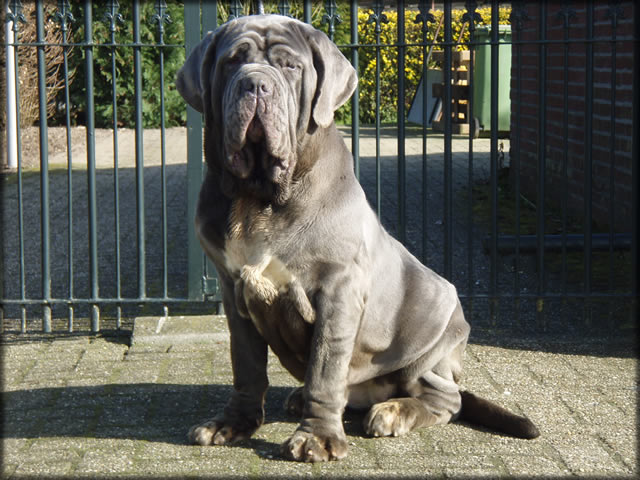 mastino napoletano: Bonnie van de Wiltimana